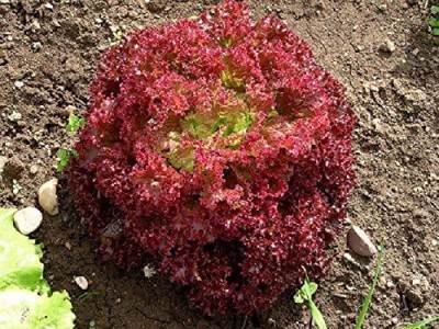 KNESSiN Lettuce LOLLO ROSSA Seed(500 per packet)