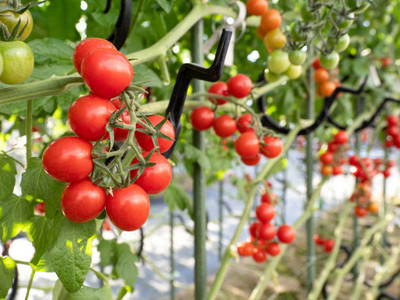 Kofy tomato Seed(85 per packet)