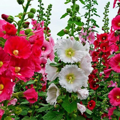 Lorvox Hollyhock double flower Seed(50 per packet)