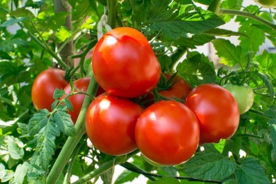 VRAKSHA High Quality Red Tomato Seed(200 per packet)