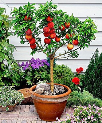 KANAYA Apple Seed(7 per packet)