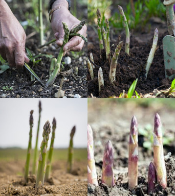ibains Asparagus seeds heirloom beez 20 Seed(20 per packet)
