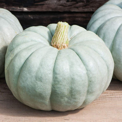 WILLVINE LX-700 Blue Jarrahdale Pumpkin Seeds Seed(50 per packet)