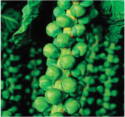 CYBEXIS Brussel Sprouts - Long Island Improved Seeds2000 Seeds Seed(2000 per packet)