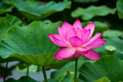 Aavik lotus,kamal gatta Seed(11 per packet)