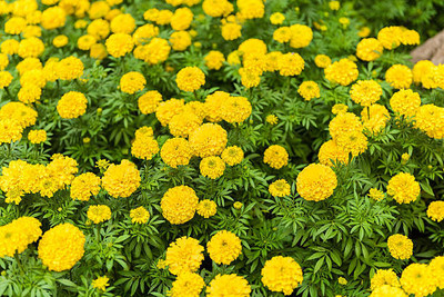 Hybrid corn marigold,gende ka phool seeds Seed(20 per packet)