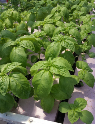 VibeX ® VXI-12 Basil Nufar Ocimum basilicum Seed(1000 per packet)