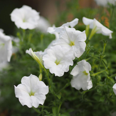 Qualtivate NBIR-70 Petunia Grandiflora White Seeds Seed(50 per packet)