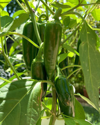 Arshiayat Bullet mirchi seed hybrid chilli Seed(190 per packet)