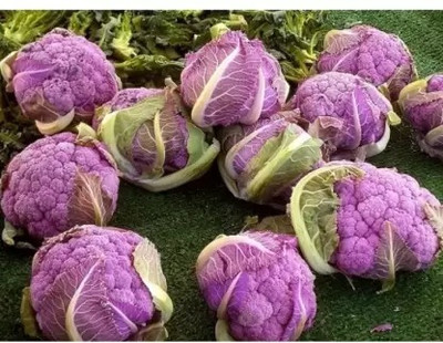 MAA Cauliflower, Gobi Seed(200 per packet)