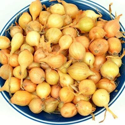 Qualtivate HYB-5A Yellow Onion Seeds Seed(500 per packet)