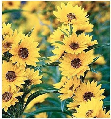 VibeX NBIR-93 - Sunflower Flower - Maximilian - (150 Seeds) Seed(150 per packet)