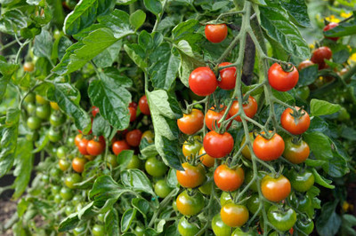VAHISSH LIFE INC tomato Seed(100 per packet)