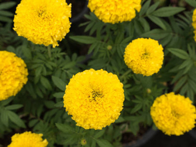 Mewar Impex marigold,gende ka phool Seed(35 per packet)
