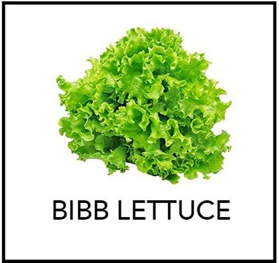 VibeX LX-81 - Bibb Lettuce - (1350 Seeds) Seed(1350 per packet)