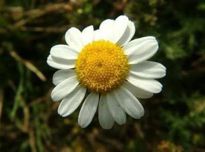 CYBEXIS VXI-36 - Roman Chamomile Anthemis nobilis - (2250 Seeds) Seed(2250 per packet)