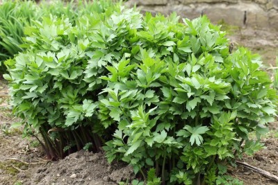 VibeX ® LXI-33 Lovage Herb Seeds(Levisticum officinale) Seed(500 per packet)