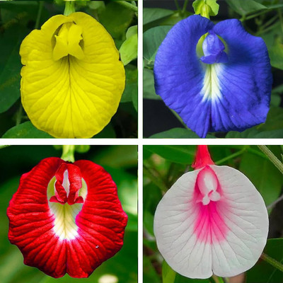Greenfall Aparajita Flower Seeds Seed(20 per packet)