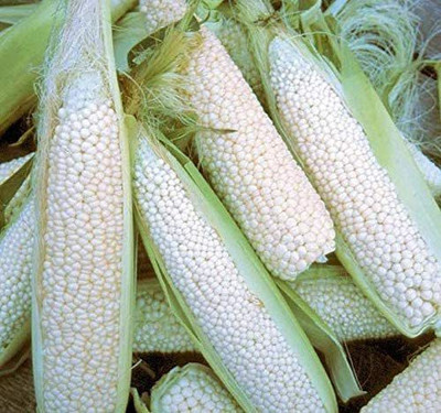 VibeX ® XXL-595 Country Gentleman Shoepeg Corn Seed(500 per packet)