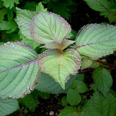 Qualtivate NDIR-20 Japanese Perilla aka Ao-Shiso Seed(300 per packet)