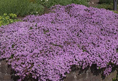 CYBEXIS LX-30 - Magic Carpet Creeping Thyme - (1350 Seeds) Seed(1350 per packet)