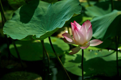 BDSresolve lotus,kamal seeds Seed(13 per packet)