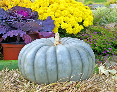 CRGO DIOART-ERW-™Seeds Queensland Blue Pumpkin Non GMO Heirloom-20 SEEDS-PS179 Seed(20 per packet)
