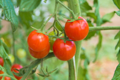 Farmonix tomato Seed(140 per packet)