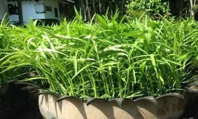 Qualtivate KXL-9AT Chinese Watercress - Chinese Convolvulus Seed(50 per packet)