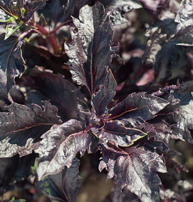 VibeX ® XXL-11 Basil 'Purple Ruffles' (Ocimum Basilicum) Seed(1000 per packet)
