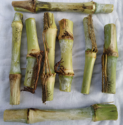 NATURE FARM TAIWAN GIANT KING GRASS MULTICUT STICKS SEED Seed(15 per packet)