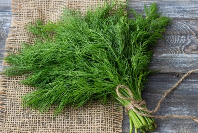 GRAXY Bouquet Dill Organic Herb Seed(500 per packet)