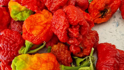 Biosnyg Organic Carolina Reaper Moruga Chilli Vegetable Seeds for Garden-(2000 Seeds) Seed(2000 per packet)