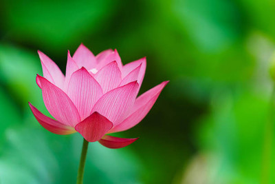 CALIBER lotus,kamal gatta Seed(11 per packet)