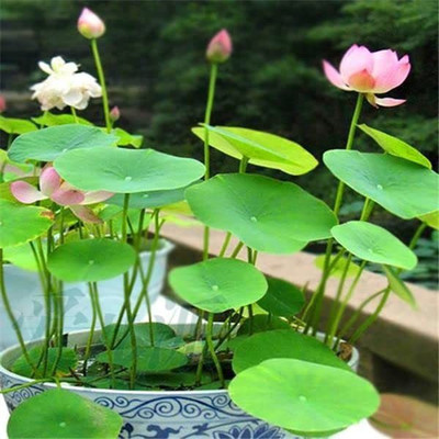 Aywal Mixed Color Water Lily Seed(7 per packet)