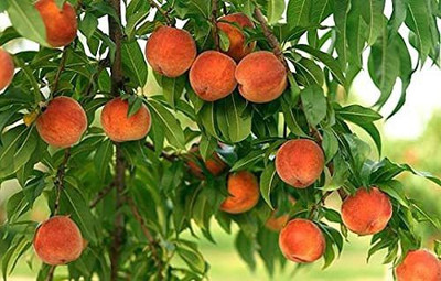 ACCELCROP Peach Dry Seed(7 per packet)