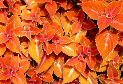 Qualtivate VXI-77 Coleus Apricot-orange leaves Seeds Seed(100 per packet)