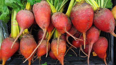 LPR CHUKANDAR,,BEETROOT Seed(20 per packet)