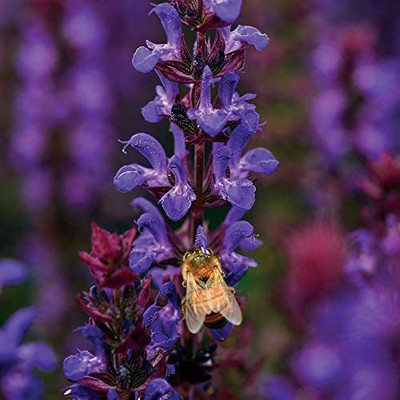 VibeX ® LXI-293 Salvia Salvatore Sage Blue Flowers Seed(200 per packet)