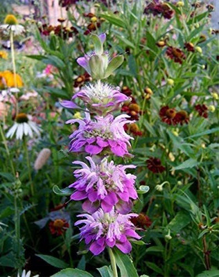 CYBEXIS VXI-19 - Lemon Bee Balm (Lemon Mint) - (250 Seeds) Seed(250 per packet)
