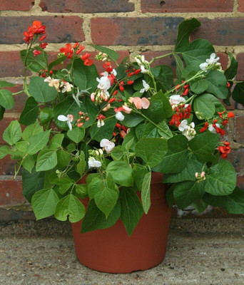 KNESSiN Runner Bean Jackpot Mix Seed(50 per packet)