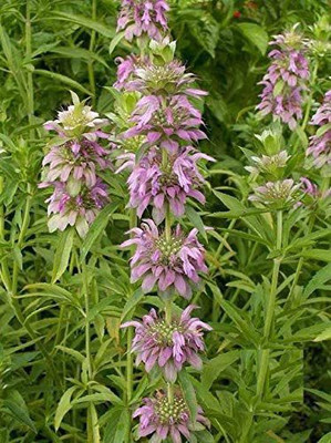 VibeX TLX-75 - Lemon Mint - (1350 Seeds) Seed(1350 per packet)