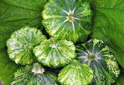 Biosnyg All Season Patty Pan Zucchini Vegetable Seeds For Gardening - (20 Seeds) Seed(20 per packet)