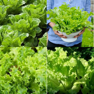 ibains Lettuce seeds for gardening bij 20 Seed(20 per packet)