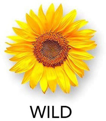 VibeX ® VXI-436 Wild Sunflower Seeds Seed(200 per packet)