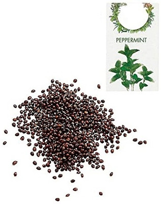 CYBEXIS Organic Herb Seeds-Peppermint700 Seeds Seed(700 per packet)