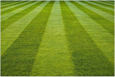 SBGARDEN lawn gaess seeds for football ground/Lawn Grass Seeds 4500 Seed(4500 per packet)