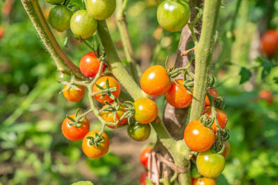 UGRA tomato Seed(95 per packet)
