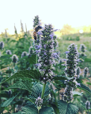 CYBEXIS ATS-84 - Korean Licorice Mint (Agastache Rugosa) - (1350 Seeds) Seed(1350 per packet)