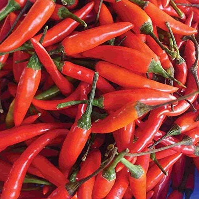 Qualtivate AXL-1AT Tabasco Hot Peppers Chilli Seed(300 per packet)